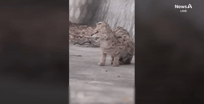 경북 경산시 야산에 나타난 야생 동물